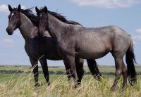 Caspian Pony Horses Photos