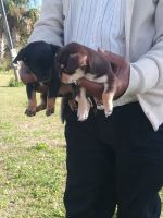 Catahoula Bulldog Puppies Photos