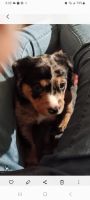 Catahoula Cur Puppies for sale in Auburn, Washington. price: $150