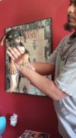 Catahoula Cur Puppies for sale in Lubbock, TX, USA. price: $2,000
