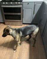 Catahoula Cur Puppies for sale in Holly Springs, Georgia. price: $50