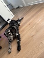 Catahoula Cur Puppies for sale in Jacksonville, FL 32254, USA. price: $2,000