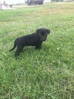 Catahoula Cur Puppies for sale in Bruce, SD 57220, USA. price: $200