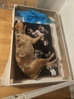 Catahoula Leopard Puppies for sale in Williston, ND 58801, USA. price: $450