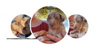 Catahoula Leopard Puppies for sale in Bell County, TX, USA. price: $700