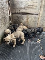 Catahoula Leopard Puppies for sale