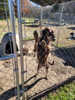 Catahoula Leopard Puppies for sale in Tulsa, OK, USA. price: NA