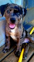 Catahoula Leopard Puppies for sale in Weyauwega, WI 54983, USA. price: $500