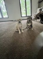 Catahoula Leopard Puppies for sale in Youngstown, OH, USA. price: $300