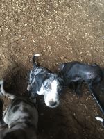 Catahoula Leopard Puppies for sale in Braselton, GA, USA. price: $500