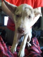 Catahoula Leopard Puppies for sale in 1501 Dressen Dr, Moore, OK 73160, USA. price: NA