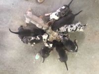 Catahoula Leopard Puppies for sale in Santa Ysabel, CA 92070, USA. price: $600