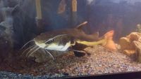 Catfish Fishes for sale in Cleveland, OH, USA. price: $50