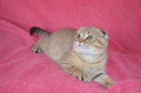 Scottish Fold Cats for sale in Islamabad, Pakistan. price: NA