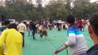 Caucasian Shepherd Puppies for sale in Noida, Uttar Pradesh 201301, India. price: 120000 INR