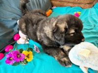 Caucasian Shepherd Puppies for sale in Moline, IL, USA. price: $1,500