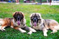 Caucasian Shepherd Puppies for sale in Amadeo, Cavite, Philippines. price: 80,000 PHP