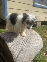 Cavachon Puppies for sale in Humble, TX, USA. price: $1,000