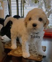 Cavachon Puppies for sale in Wilkes-Barre, Pennsylvania. price: NA