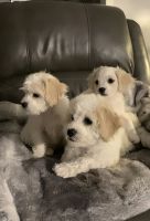 Cavachon Puppies Photos