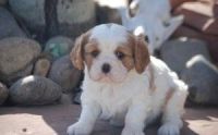 Cavachon Puppies for sale in Lake Los Angeles, California. price: $500
