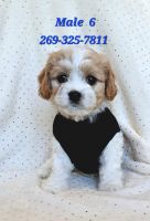 Cavachon Puppies for sale in Stevensville, Michigan. price: $400