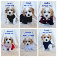 Cavachon Puppies for sale in Stevensville, Michigan. price: $375