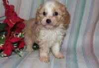Cavachon Puppies for sale in Bexley, OH 43209, USA. price: $500