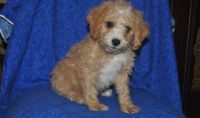 Cavachon Puppies for sale in Richmond, VA, USA. price: $500
