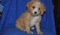 Cavachon Puppies for sale in Phoenix, AZ 85024, USA. price: $500