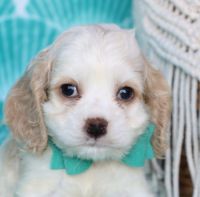 Cavalier King Charles Spaniel Puppies for sale in 7135 Gilespie St, Las Vegas, NV 89119, USA. price: $750