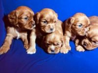 Cavalier King Charles Spaniel Puppies for sale in San Diego, CA, USA. price: $3,700