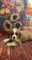 Cavalier King Charles Spaniel Puppies for sale in Mulberry, KS 66756, USA. price: $1,000
