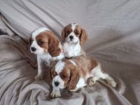 Cavalier King Charles Spaniel Puppies for sale in Texas City, TX, USA. price: $1,200