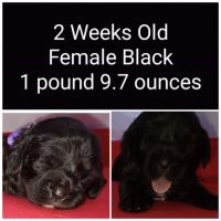 Cavalier King Charles Spaniel Puppies for sale in Rockford, IL, USA. price: NA