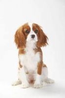 Cavalier King Charles Spaniel Puppies for sale in Anoka, MN, USA. price: NA