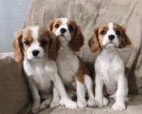 Cavalier King Charles Spaniel Puppies for sale in Eastvale, CA, USA. price: $3,000