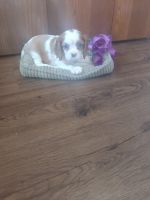 Cavalier King Charles Spaniel Puppies for sale in Woodburn, IN 46797, USA. price: $800
