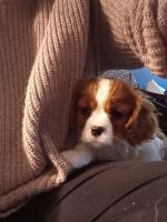 Cavalier King Charles Spaniel Puppies for sale in Anoka, MN, USA. price: $1,000