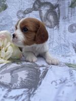 Cavalier King Charles Spaniel Puppies Photos