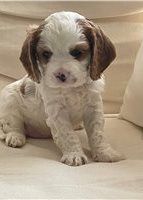 Cavalier King Charles Spaniel Puppies for sale in Quezon Ave, Diliman, Quezon City, Metro Manila, Philippines. price: 1,000 PHP