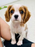 Cavalier King Charles Spaniel Puppies for sale in Orlando, FL, USA. price: $5,280