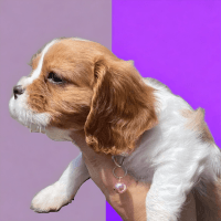 Cavalier King Charles Spaniel Puppies for sale in 1309 Coffeen Ave, Sheridan, WY 82801, USA. price: $3,900