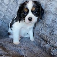 Cavalier King Charles Spaniel Puppies for sale in East Los Angeles, CA, USA. price: $800