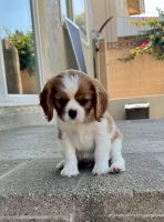 Cavalier King Charles Spaniel Puppies for sale in Hacienda Heights, CA, USA. price: NA