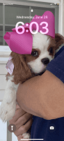 Cavalier King Charles Spaniel Puppies for sale in Cary, NC, USA. price: $1,200