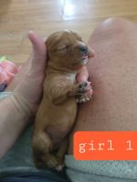 Cavalier King Charles Spaniel Puppies for sale in Wentworth, MO 64873, USA. price: $1,500