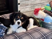 Cavalier King Charles Spaniel Puppies for sale in Newport, OR, USA. price: $1,000