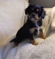 Cavalier King Charles Spaniel Puppies for sale in Port Allegany, PA 16743, USA. price: $180,000