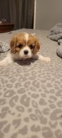 Cavalier King Charles Spaniel Puppies for sale in Lake Village, IN 46349, USA. price: $2,000